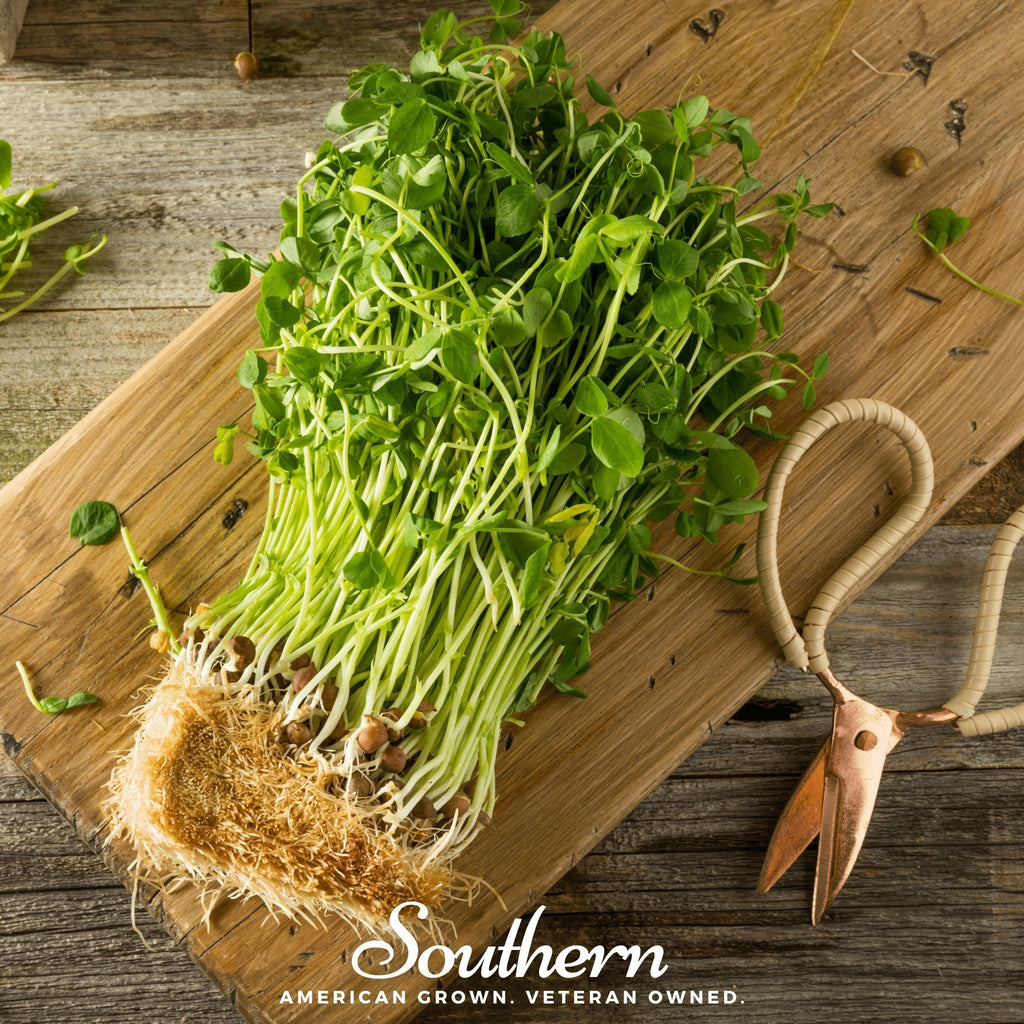 Dwarf Grey Sugar Peas – 100 Seeds