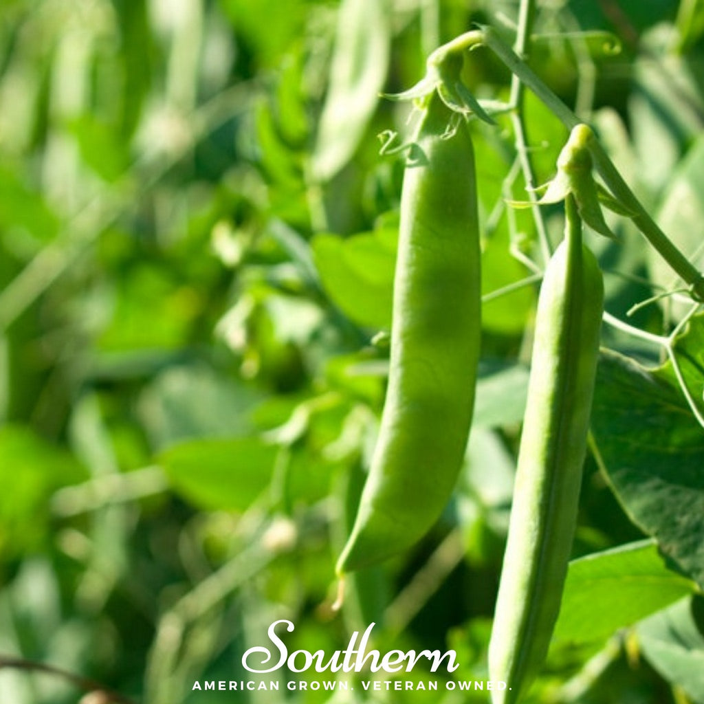 Green Arrow Peas – 25 Seeds