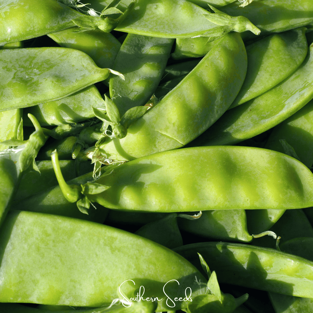 Oregon Sugar II Snow Peas – 25 Seeds