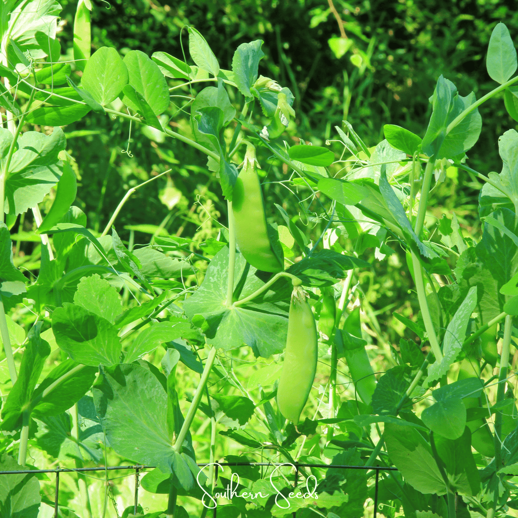 Oregon Sugar II Snow Peas – 25 Seeds