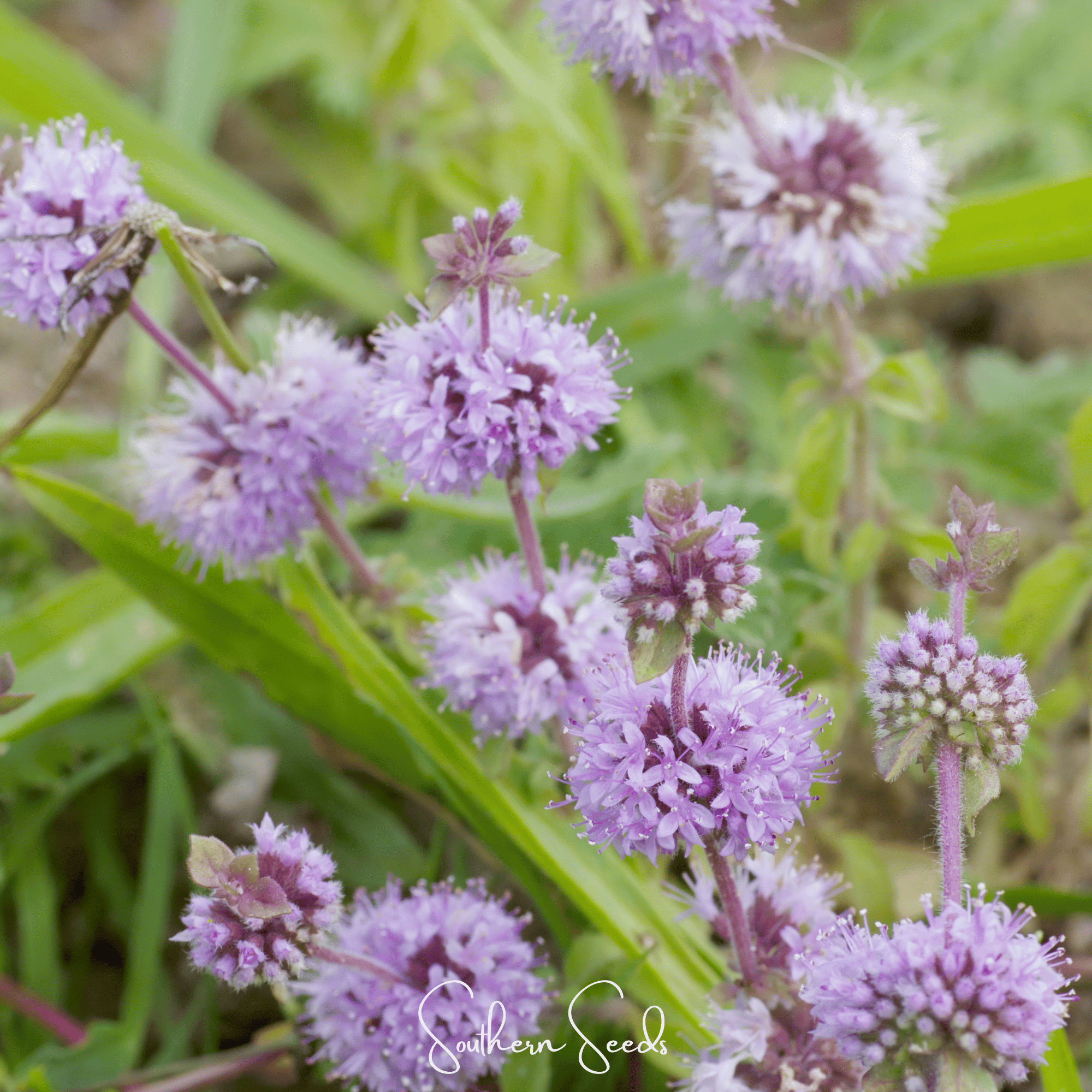 Pennyroyal – 100 Seeds