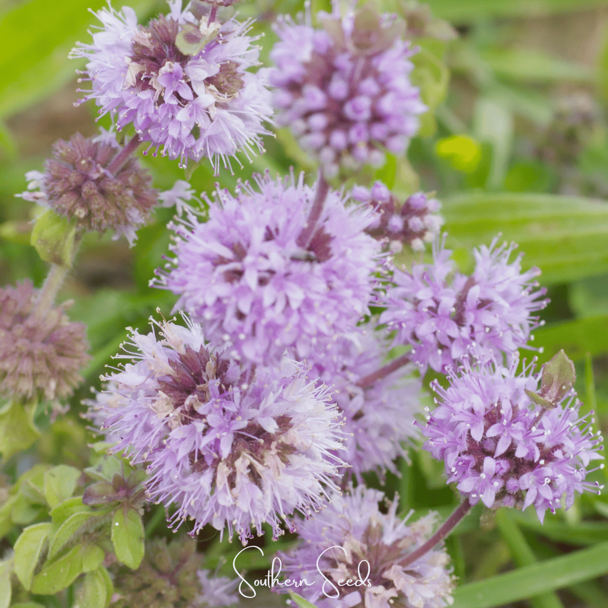 Pennyroyal – 100 Seeds