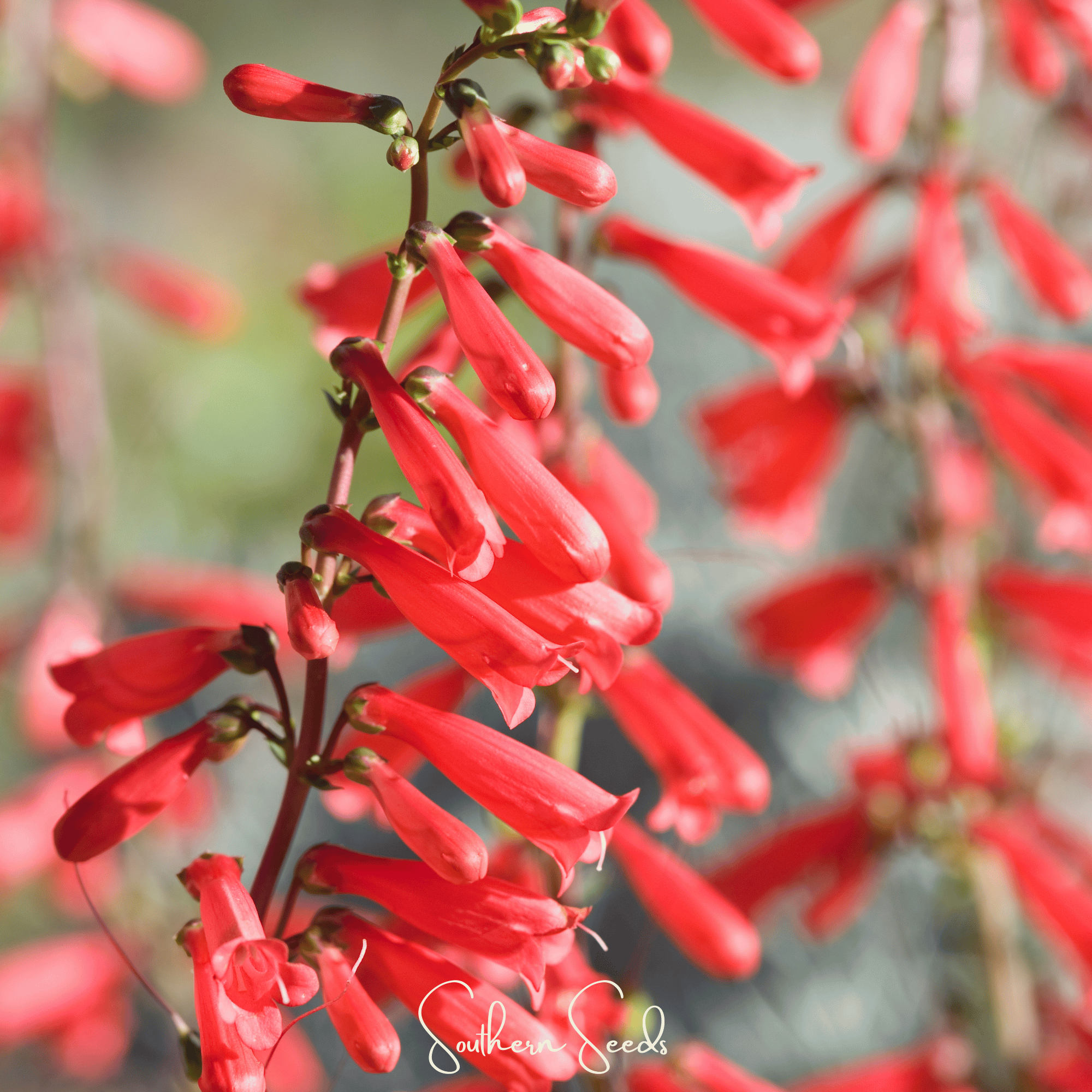 Firecracker Penstemon – 100 Seeds