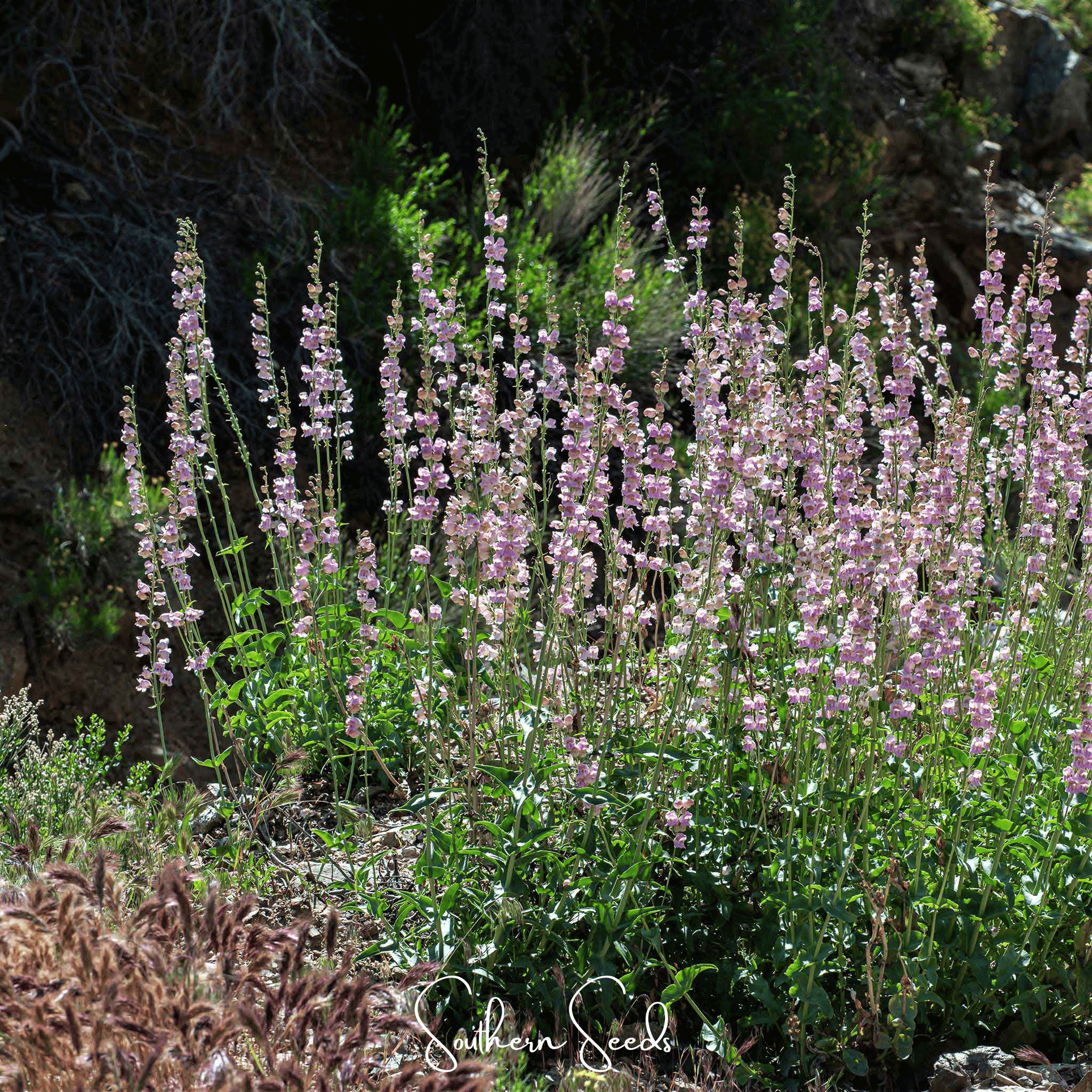 Palmer Penstemon – 100 Seeds