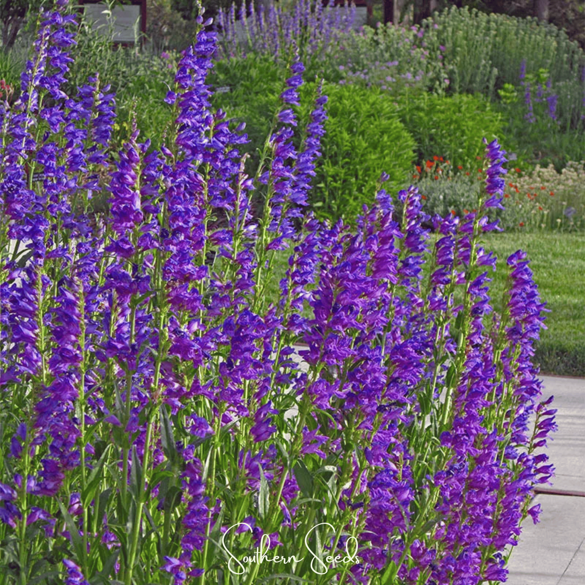 Rocky Mountain Penstemon – 100 Seeds