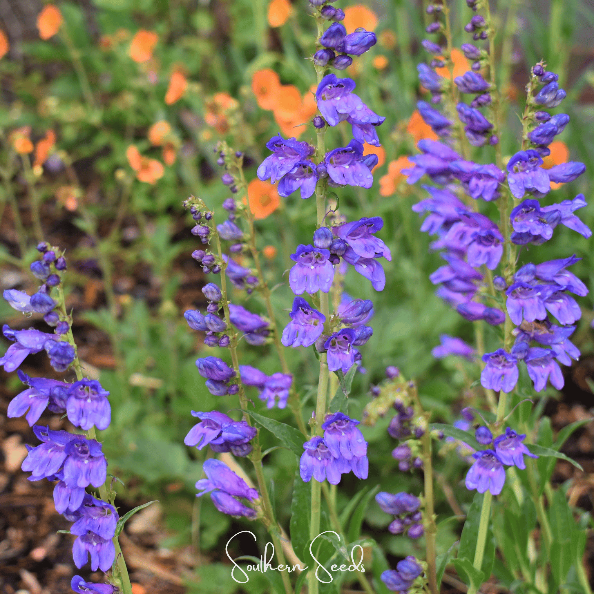 Rocky Mountain Penstemon – 100 Seeds