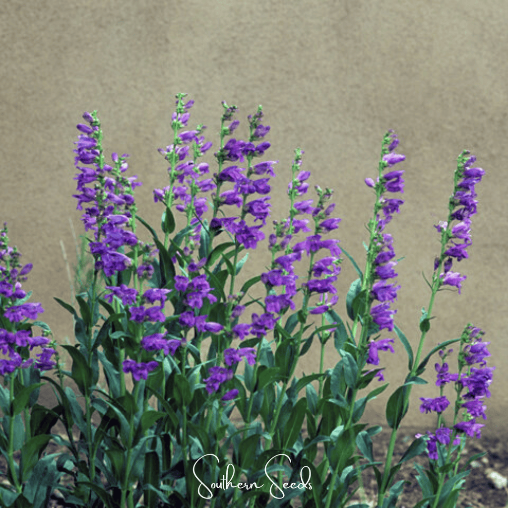 Rocky Mountain Penstemon – 100 Seeds