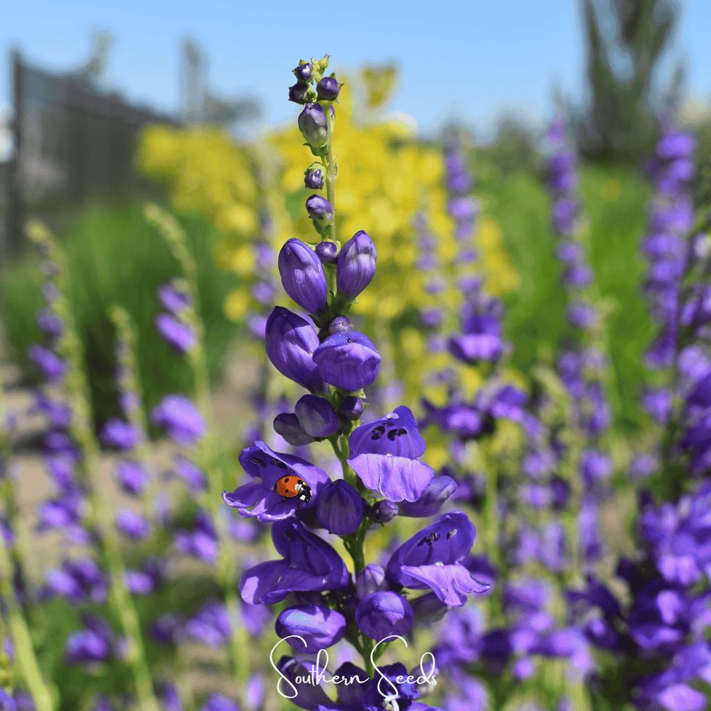 Rocky Mountain Penstemon – 100 Seeds