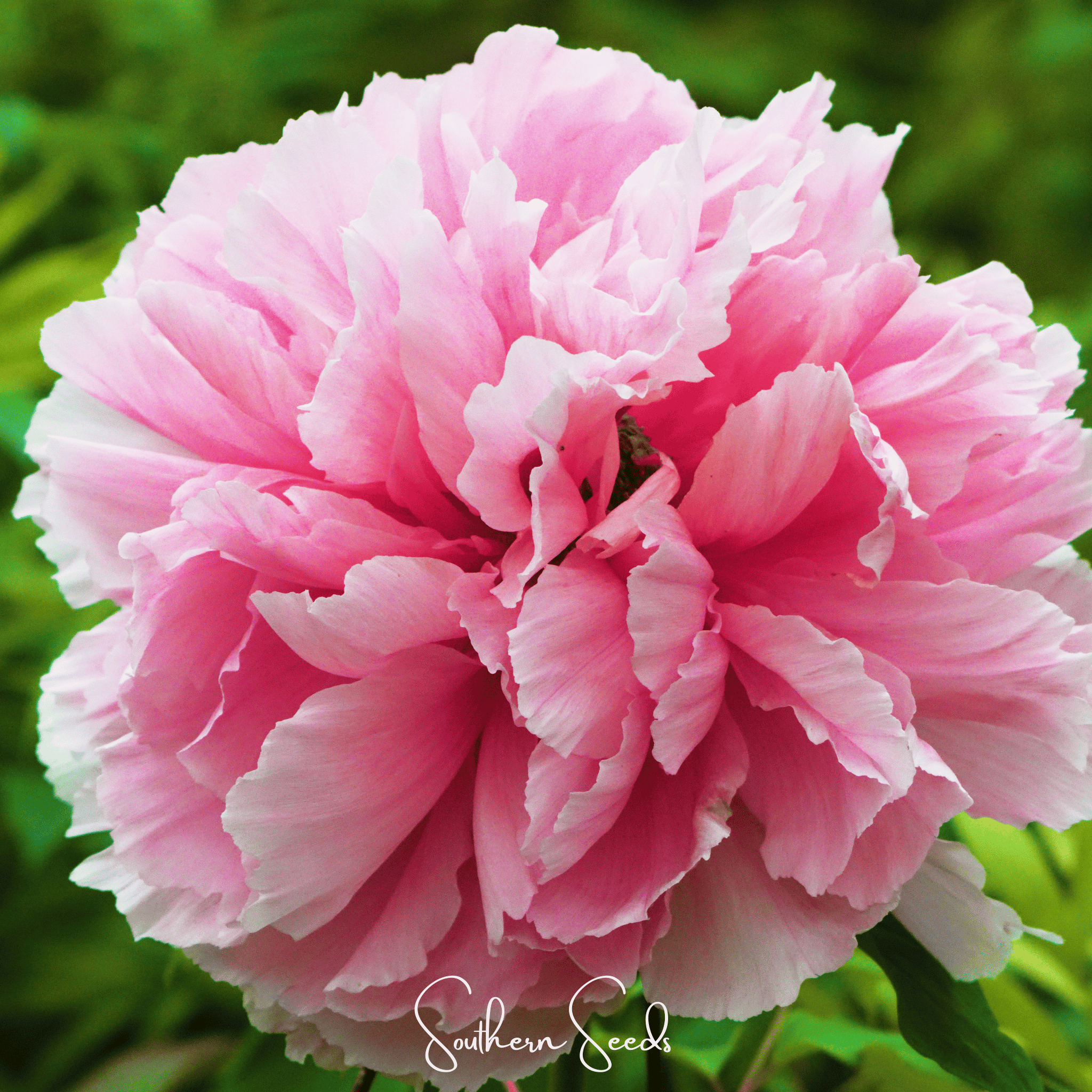Moutan Peony Tree – 10 Seeds