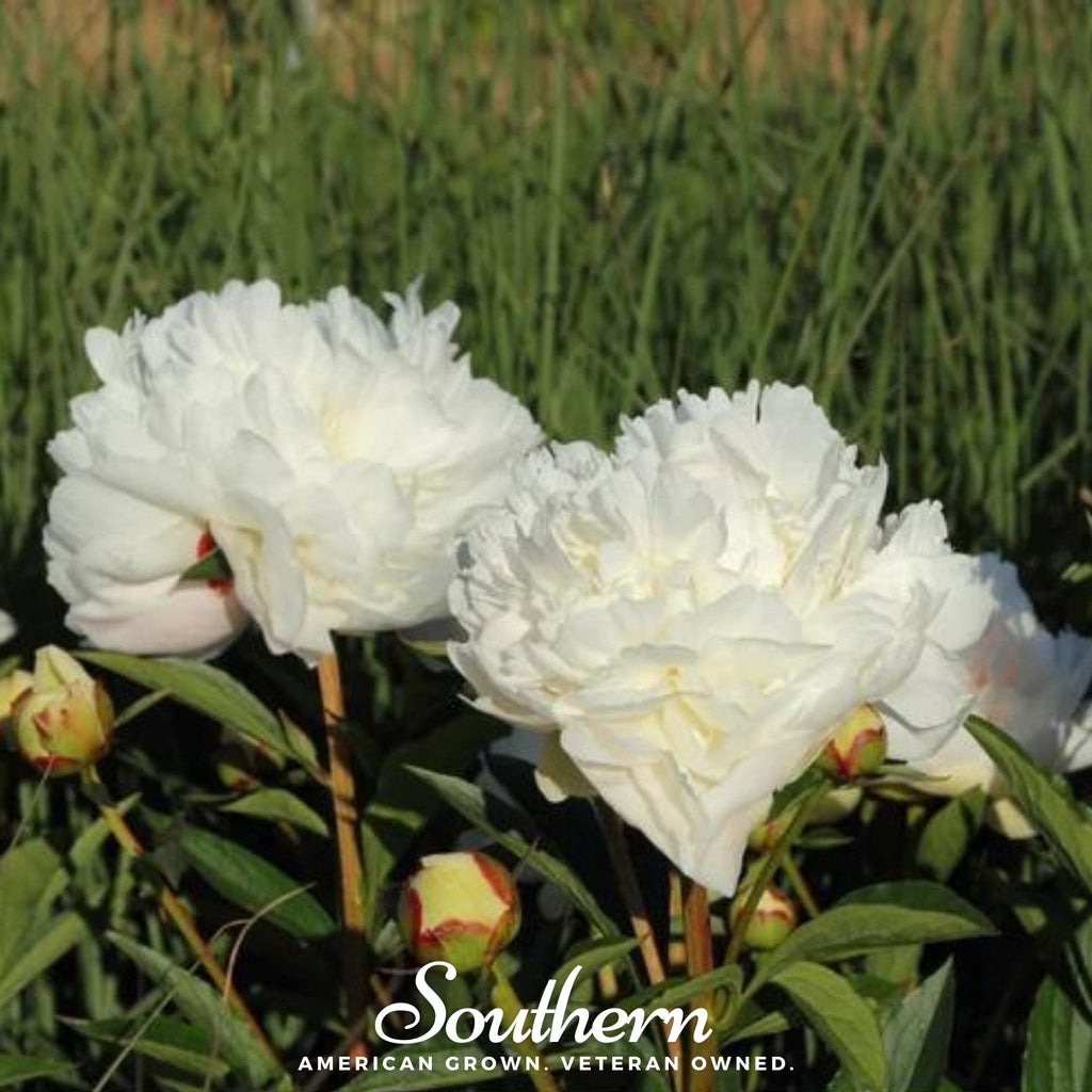 Cream Peony Poppy – 100 Seeds