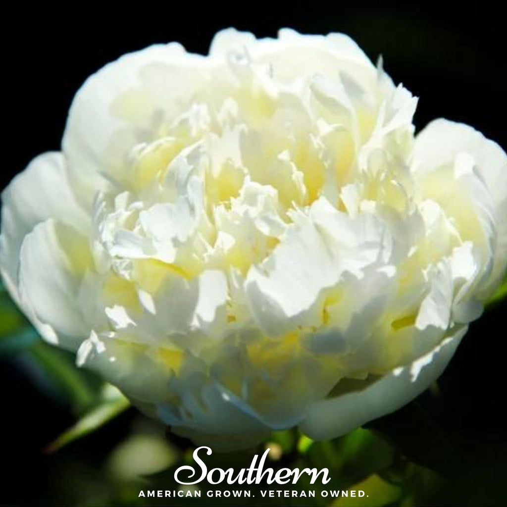 Cream Peony Poppy – 100 Seeds