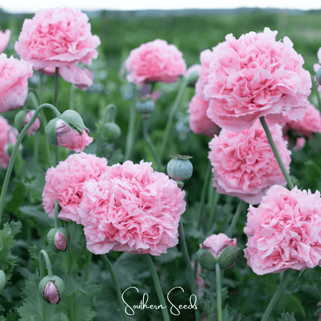 Pale Rose Peony Poppy – 100 Seeds