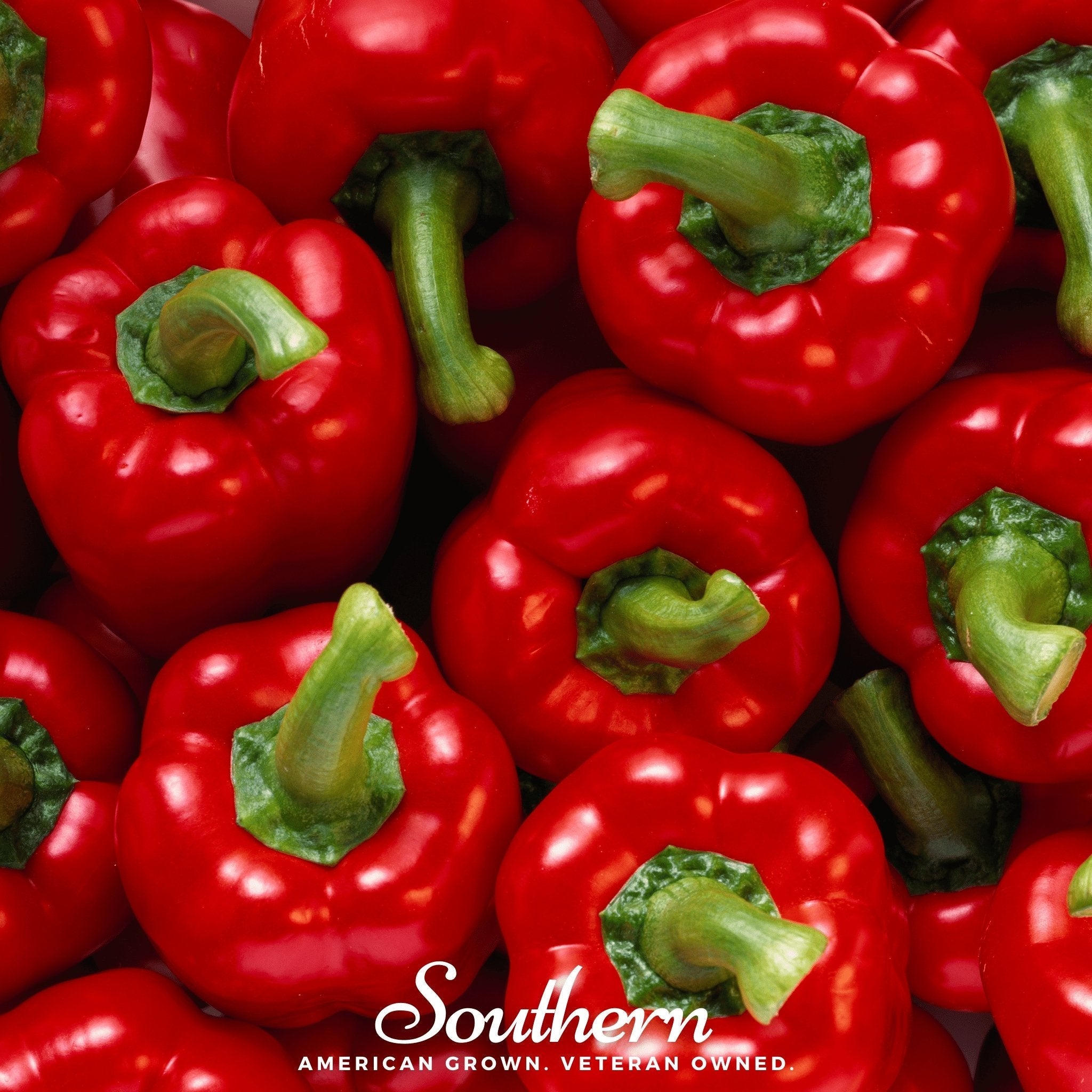 Big Red Sweet Bell Pepper – 30 Seeds