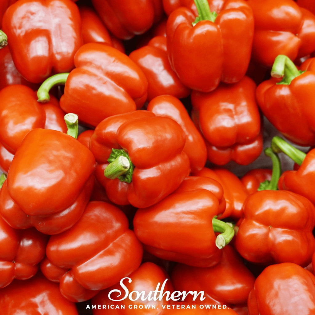 Big Red Sweet Bell Pepper – 30 Seeds