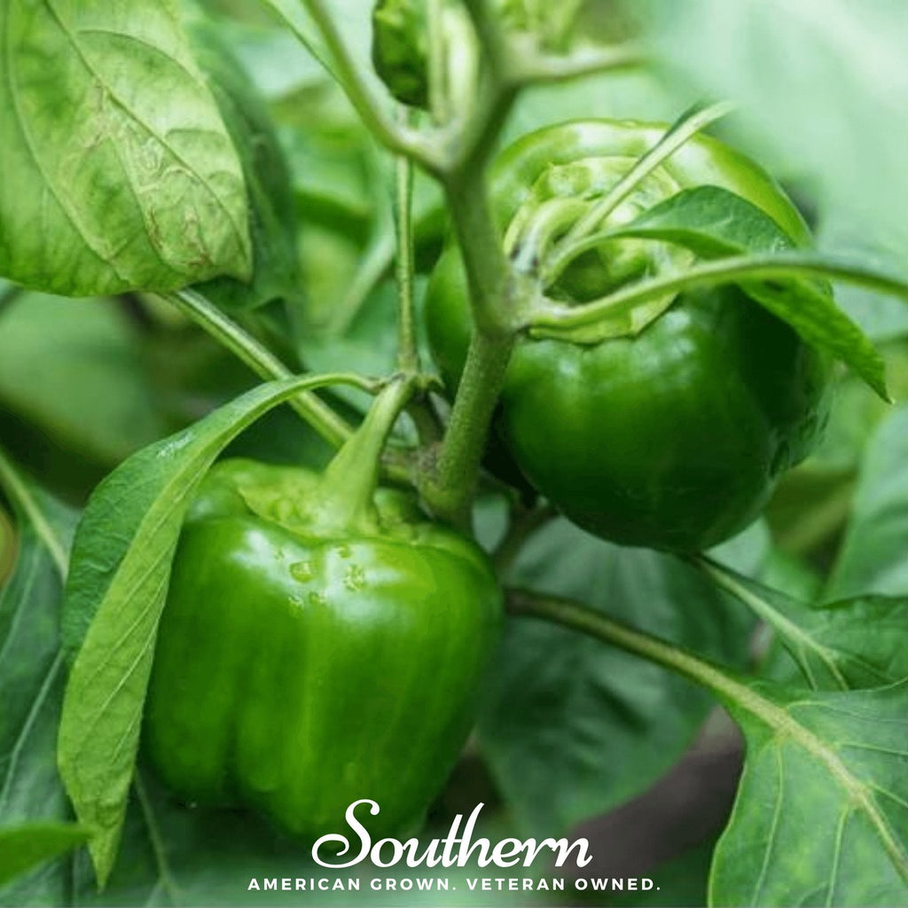 Cal Wonder Sweet Bell Pepper – 30 Seeds