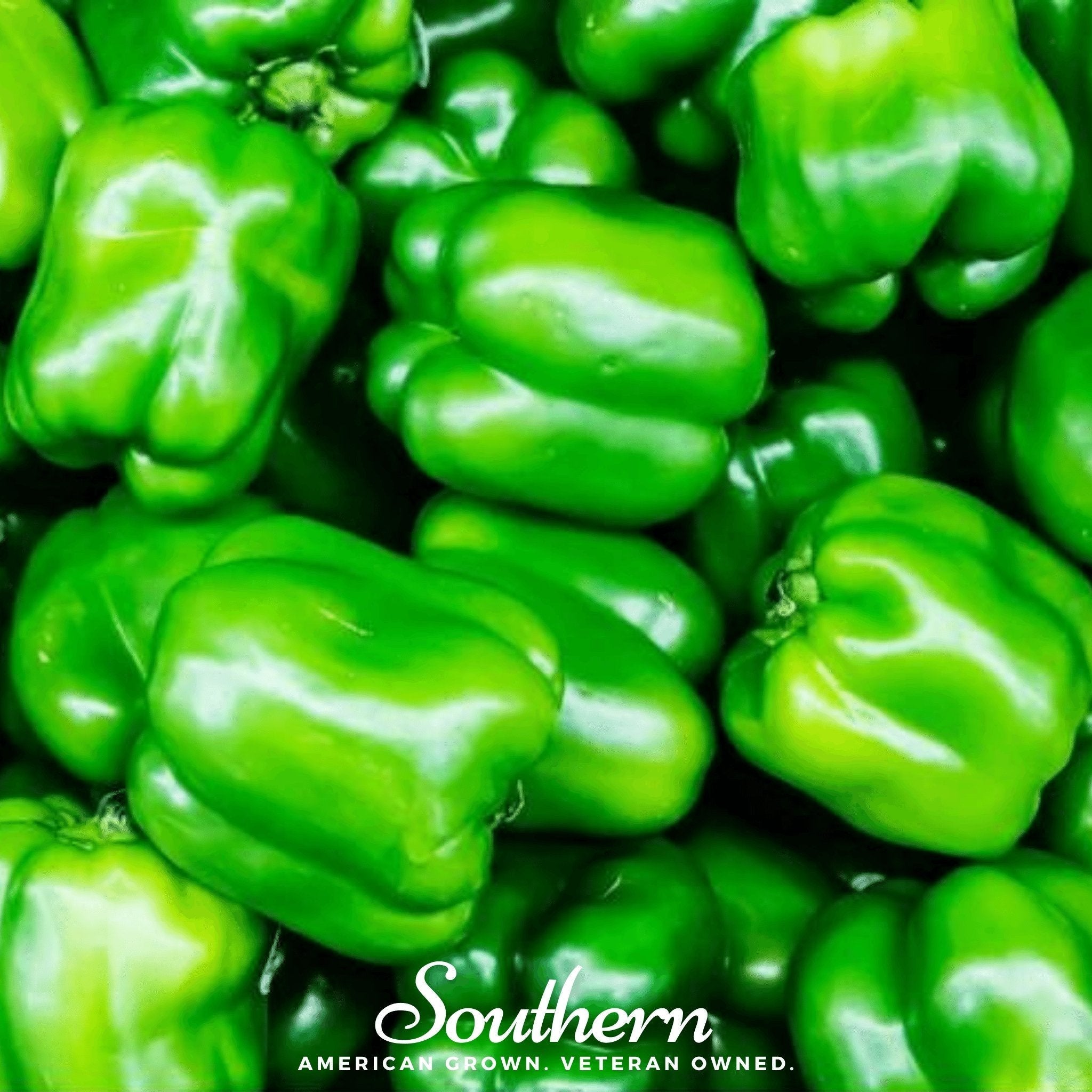 Cal Wonder Sweet Bell Pepper – 30 Seeds