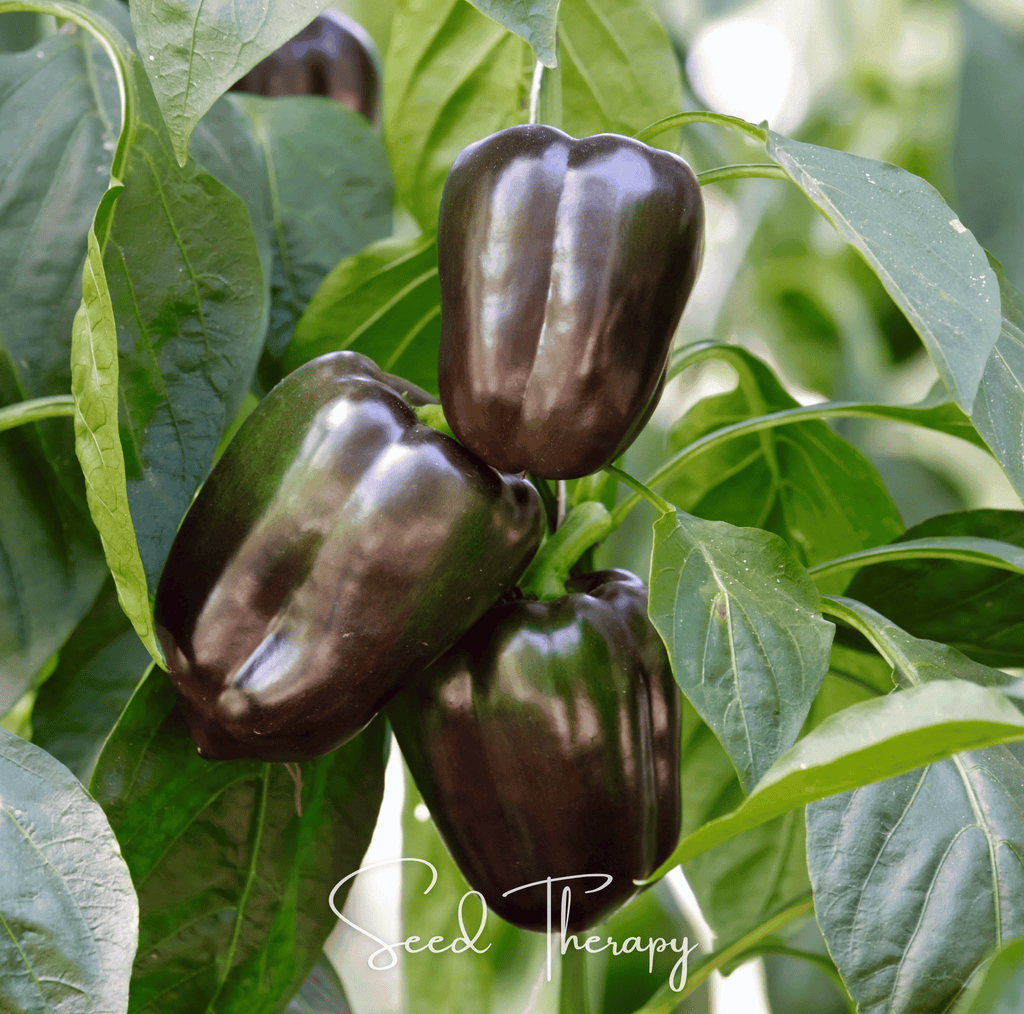 Chocolate Beauty Bell Pepper – 30 Seeds