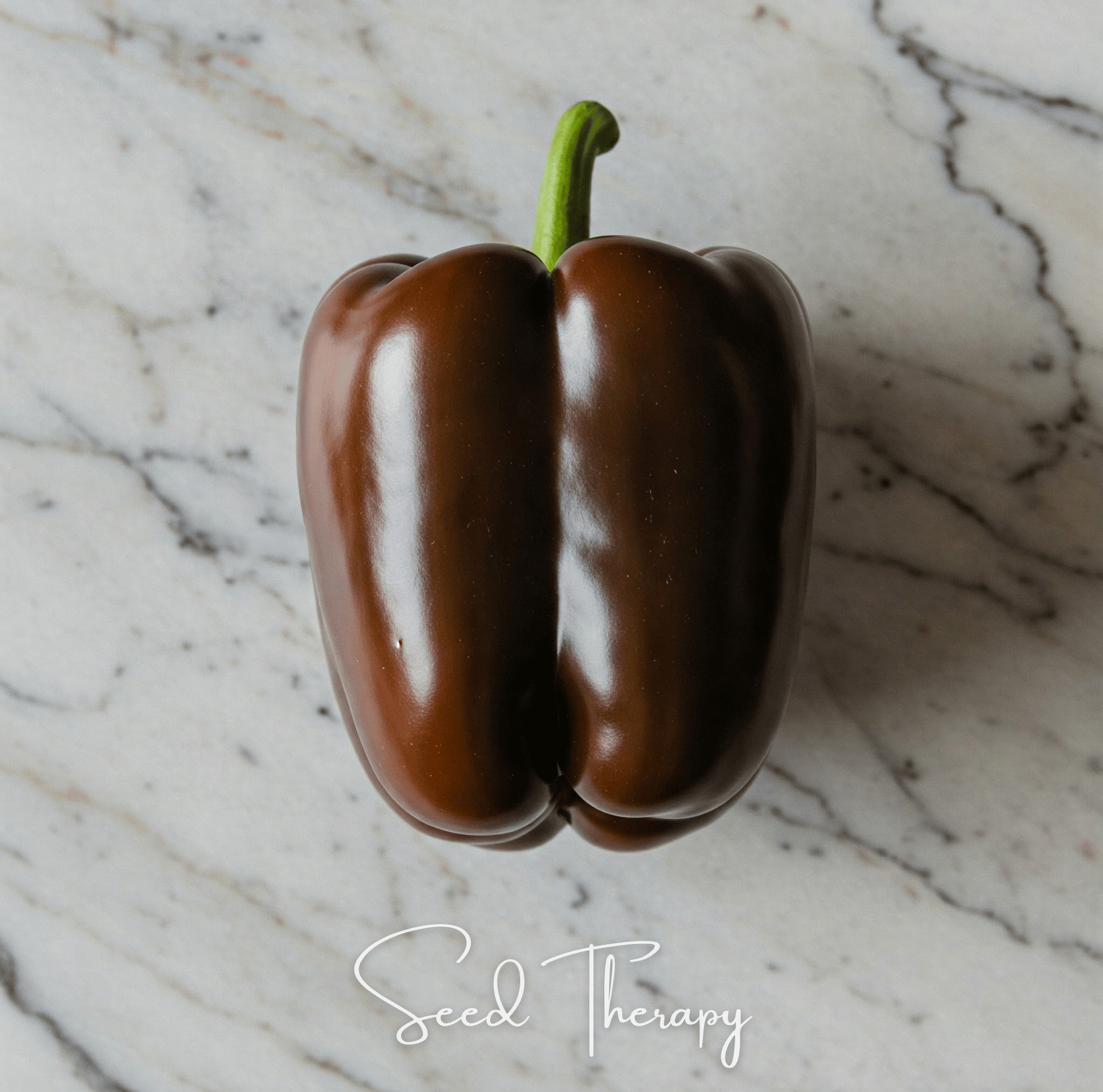 Chocolate Beauty Bell Pepper – 30 Seeds