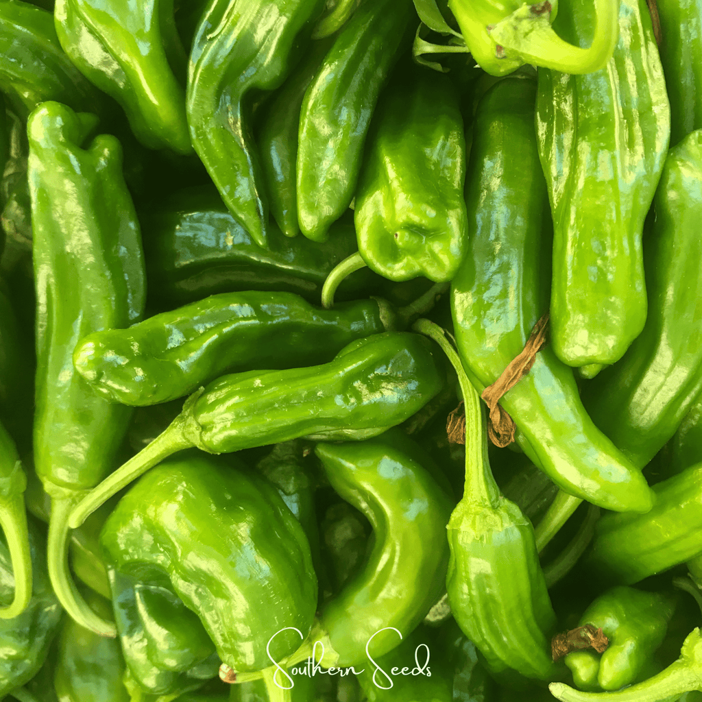 Cubanelle Sweet Pepper – 25 Seeds