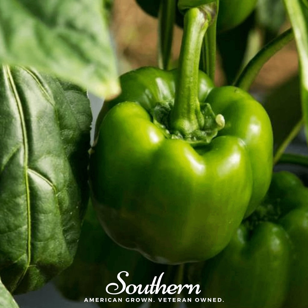 Emerald Giant Sweet Bell Pepper – 30 Seeds