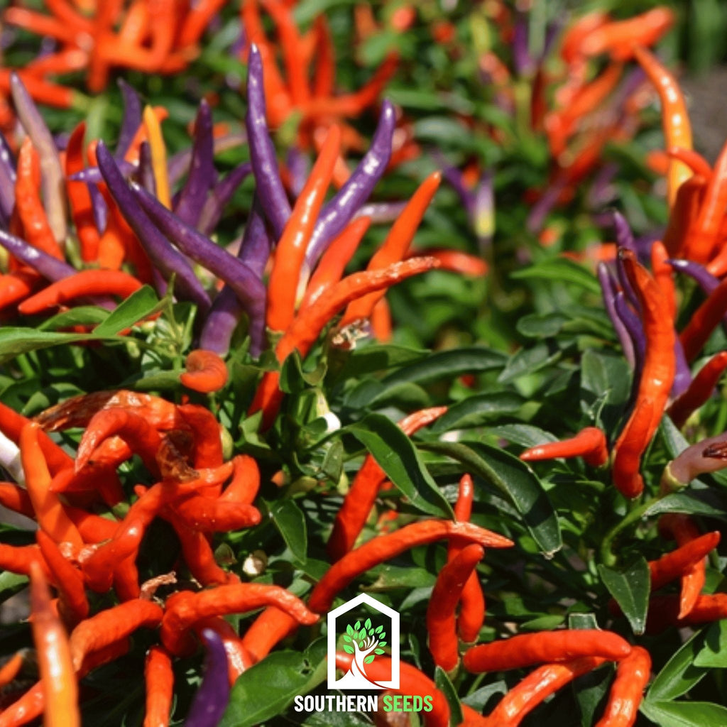 Firework Ornamental Pepper – 25 Seeds