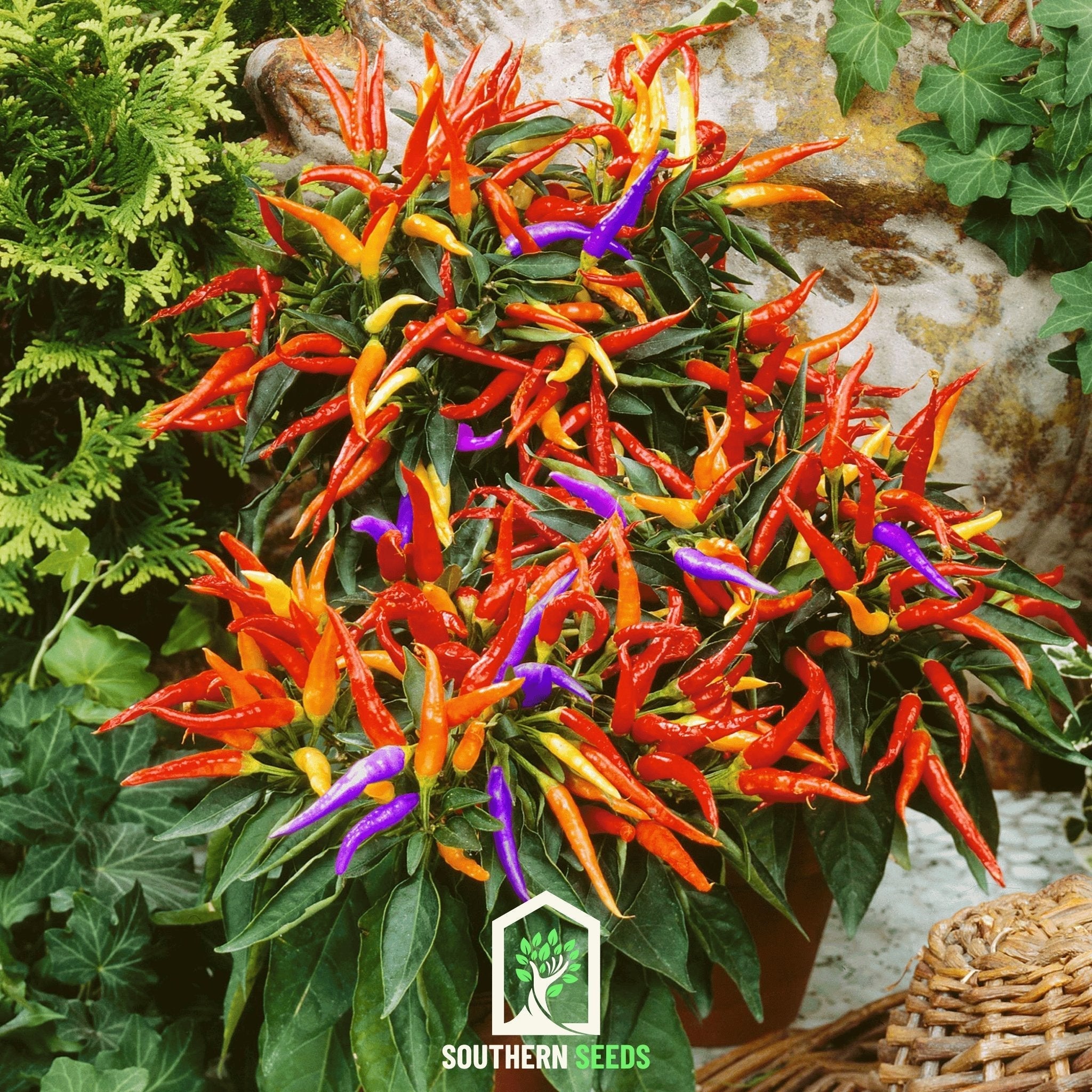 Firework Ornamental Pepper – 25 Seeds