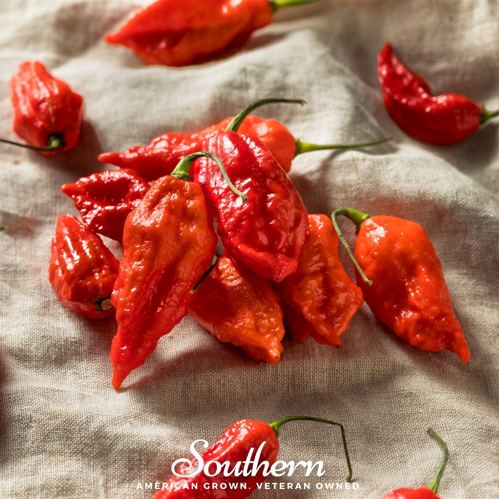Ghost Pepper – Red Bhut Jolokia – 25 Seeds