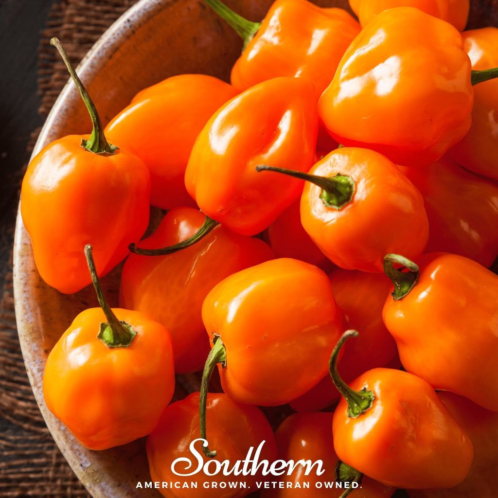Orange Habanero Pepper – 30 Seeds