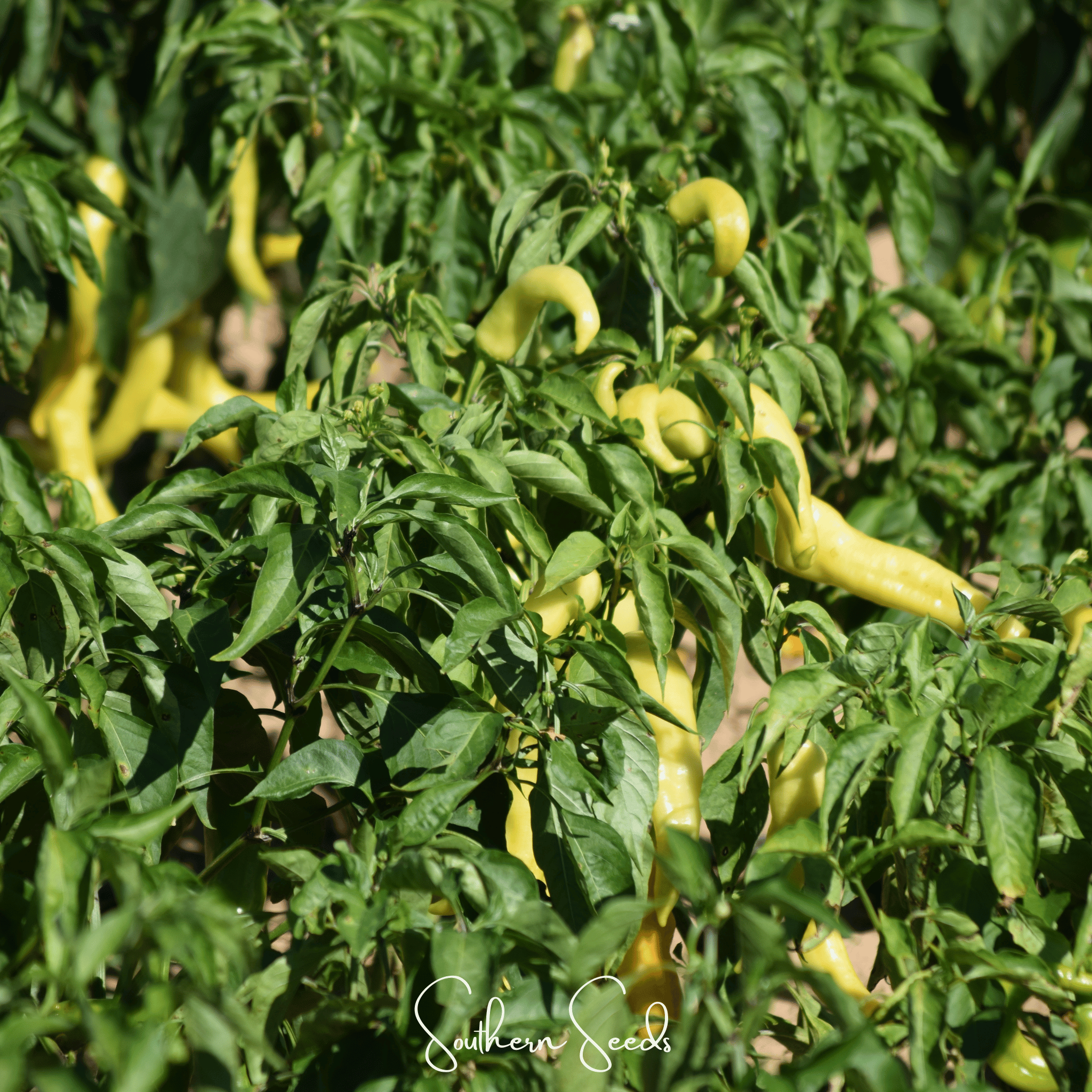 Hungarian Wax Pepper – 30 Seeds