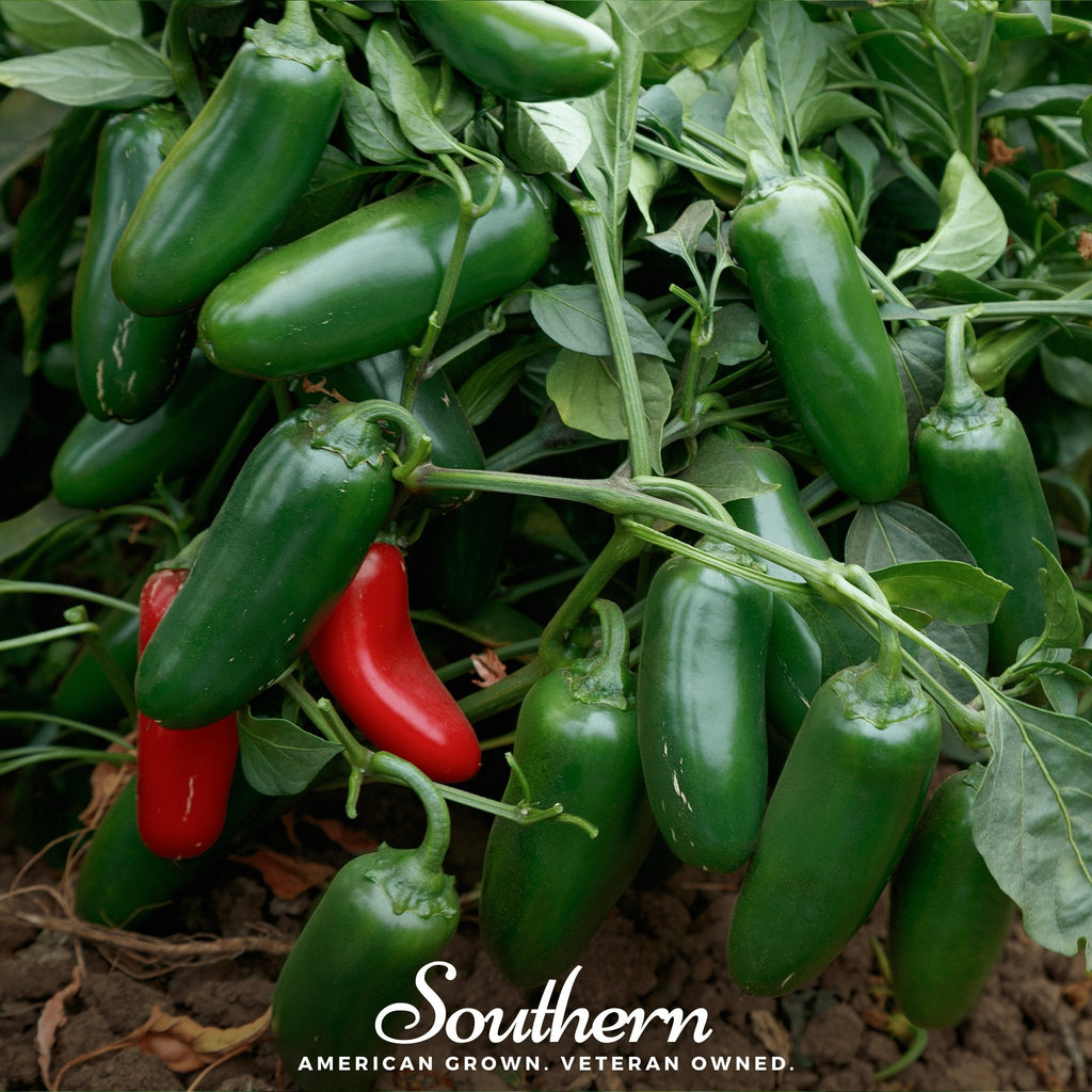 Jalapeño Early Pepper – 25 Seeds
