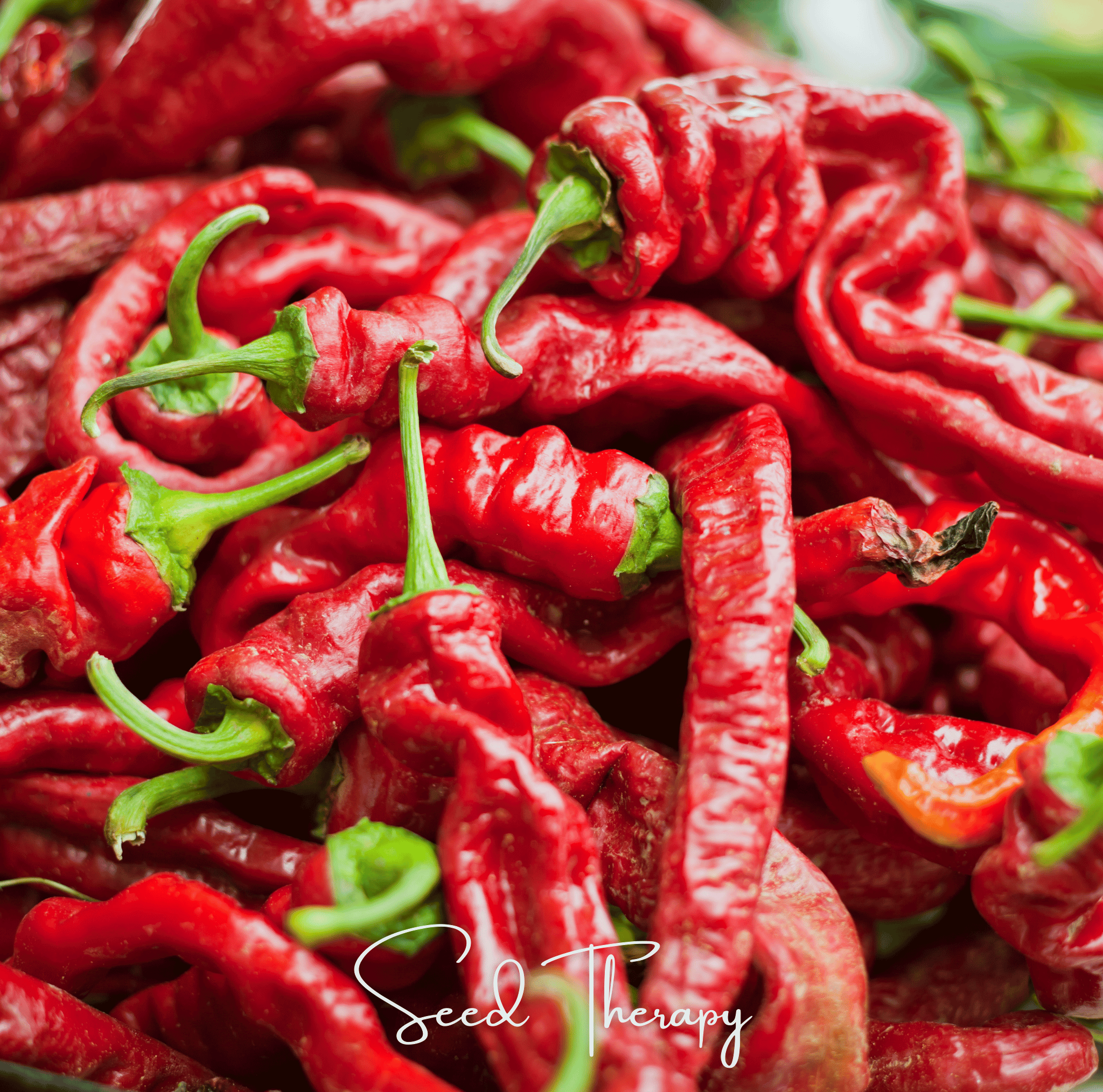 Jimmy Nardello's Pepper – 25 Seeds