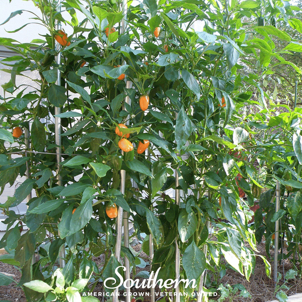Lunchbox Sweet Pepper – 25 Seeds