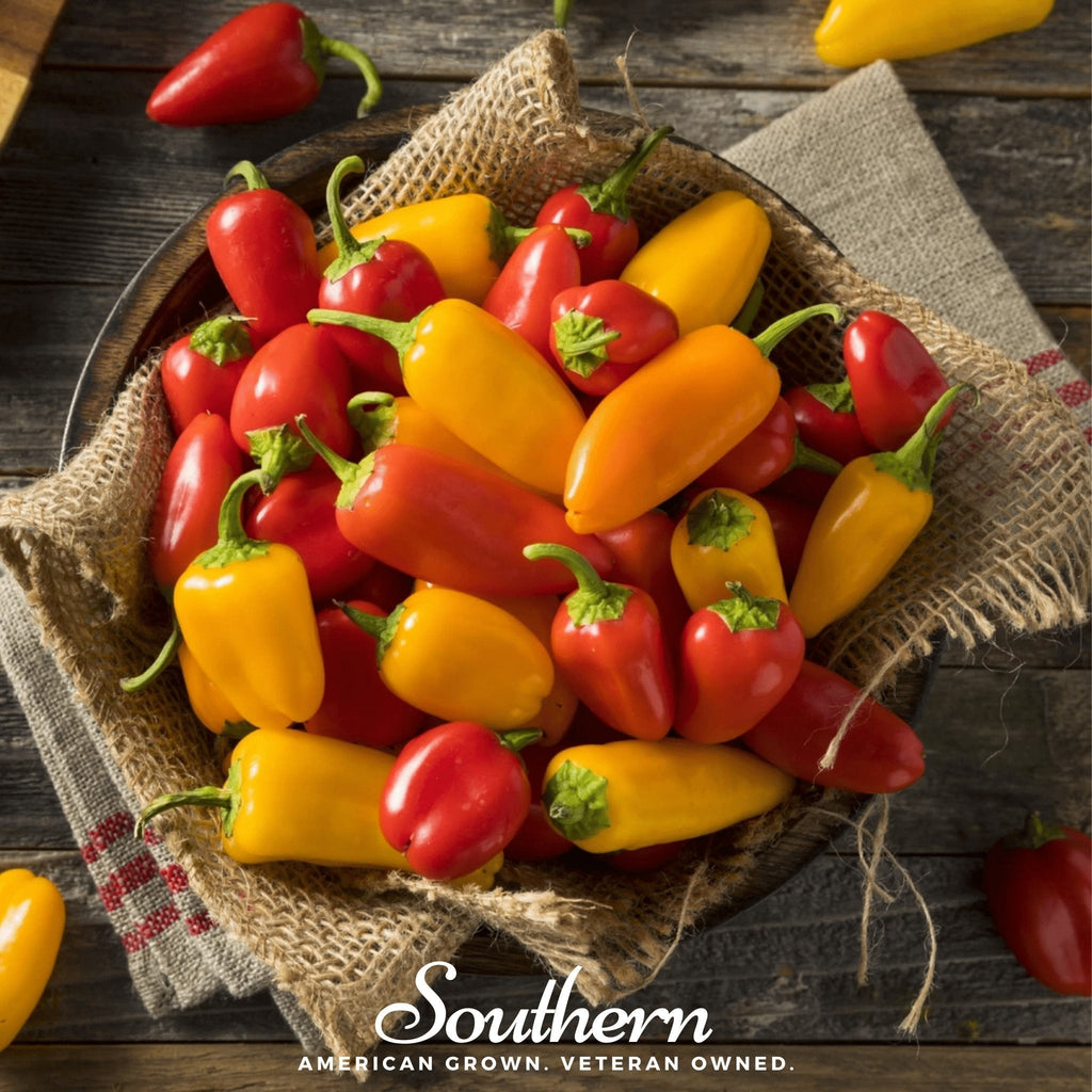 Lunchbox Sweet Pepper – 25 Seeds