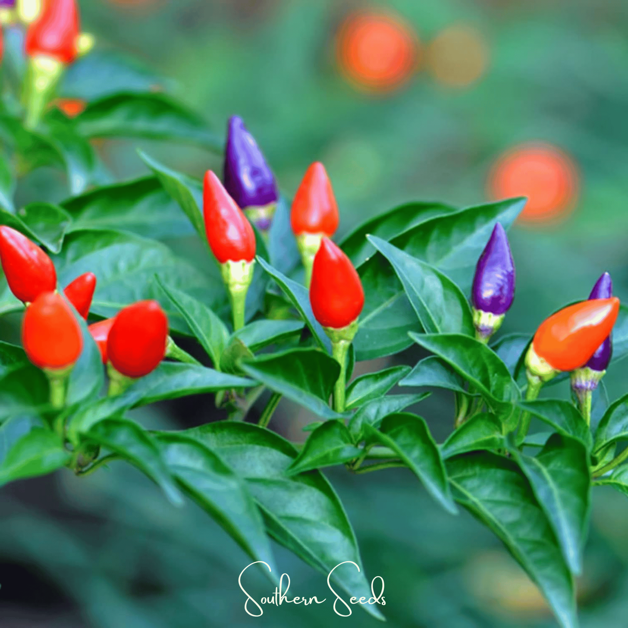 Ornamental Pepper Mix – 30 Seeds