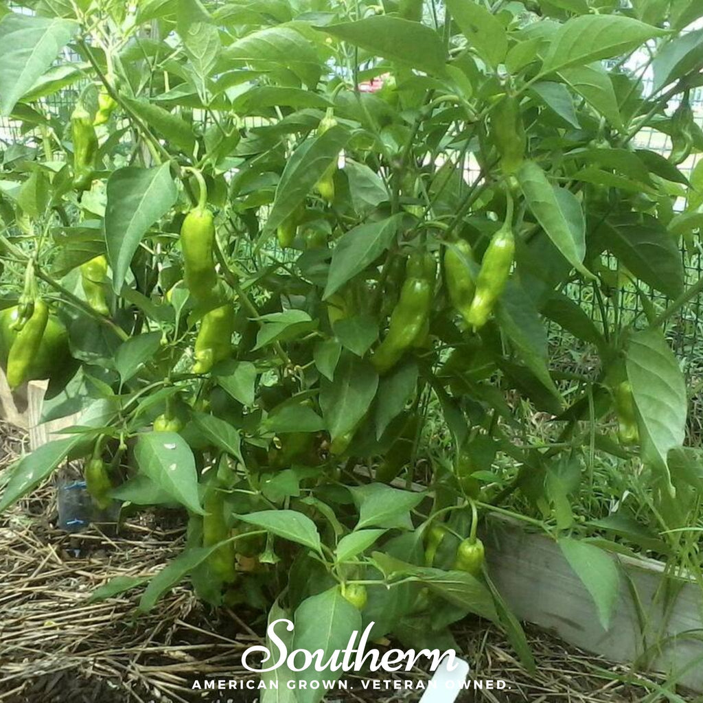 Pepperoncini Pepper – 25 Seeds