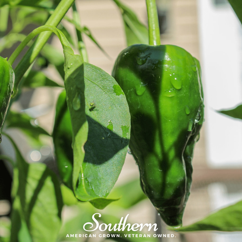Poblano Ancho Grande Pepper – 25 Seeds