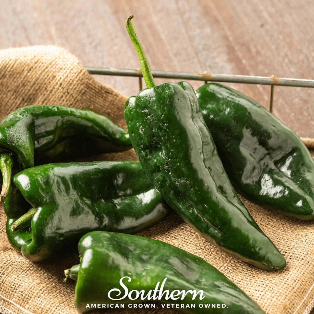 Poblano Ancho Grande Pepper – 25 Seeds