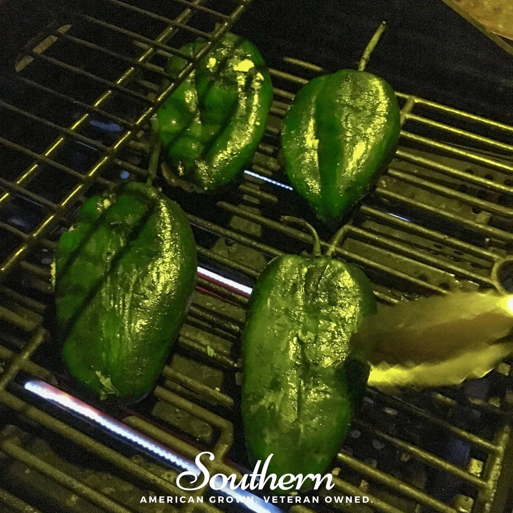 Poblano Ancho Grande Pepper – 25 Seeds