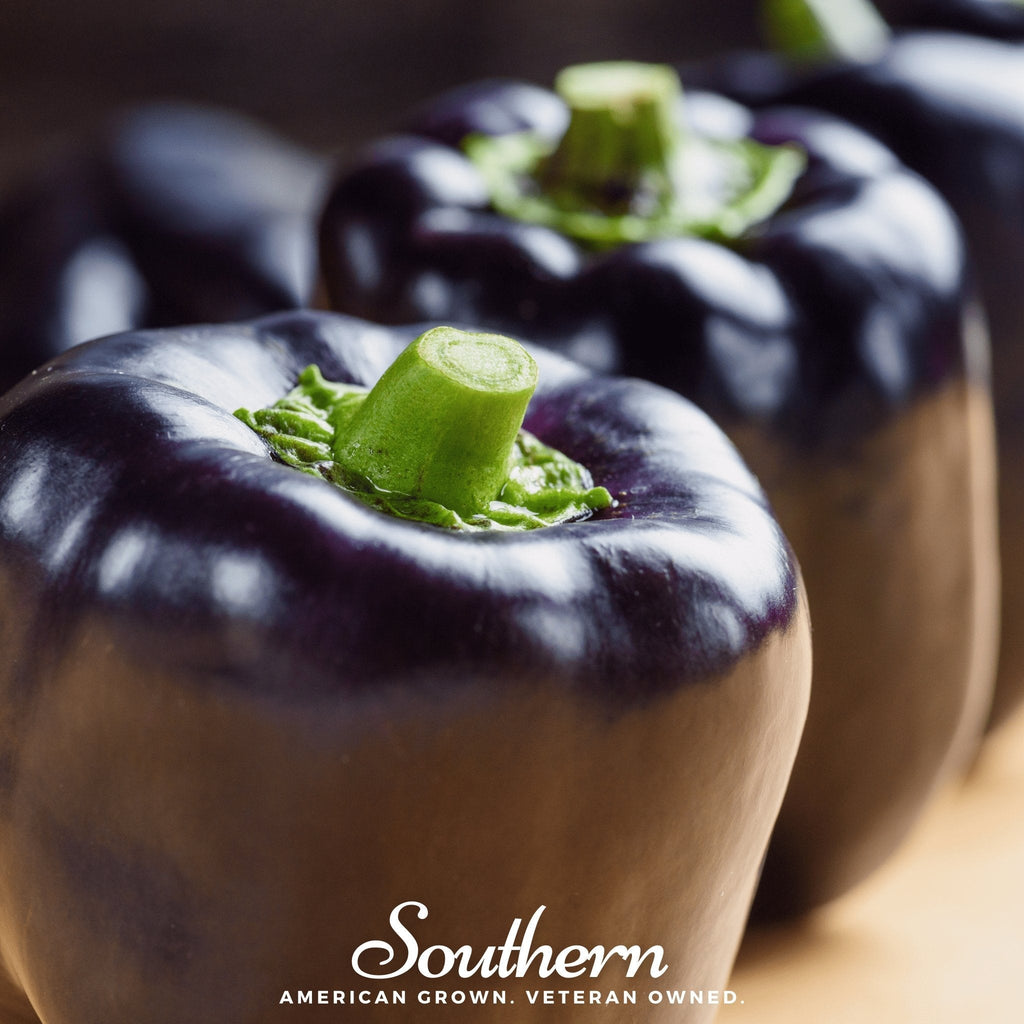 Purple Beauty Sweet Pepper – 30 Seeds