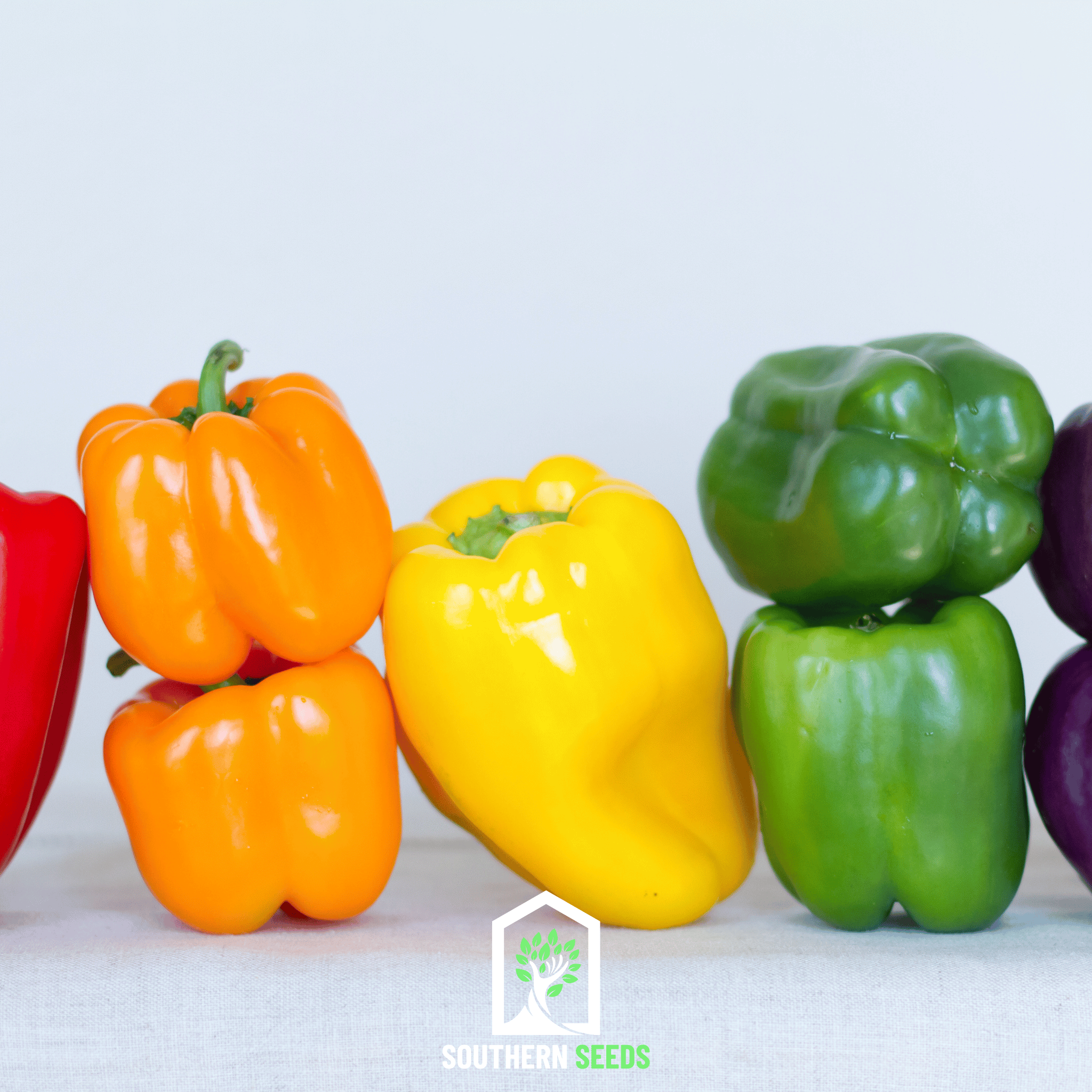 Rainbow Bell Sweet Pepper – 25 Seeds