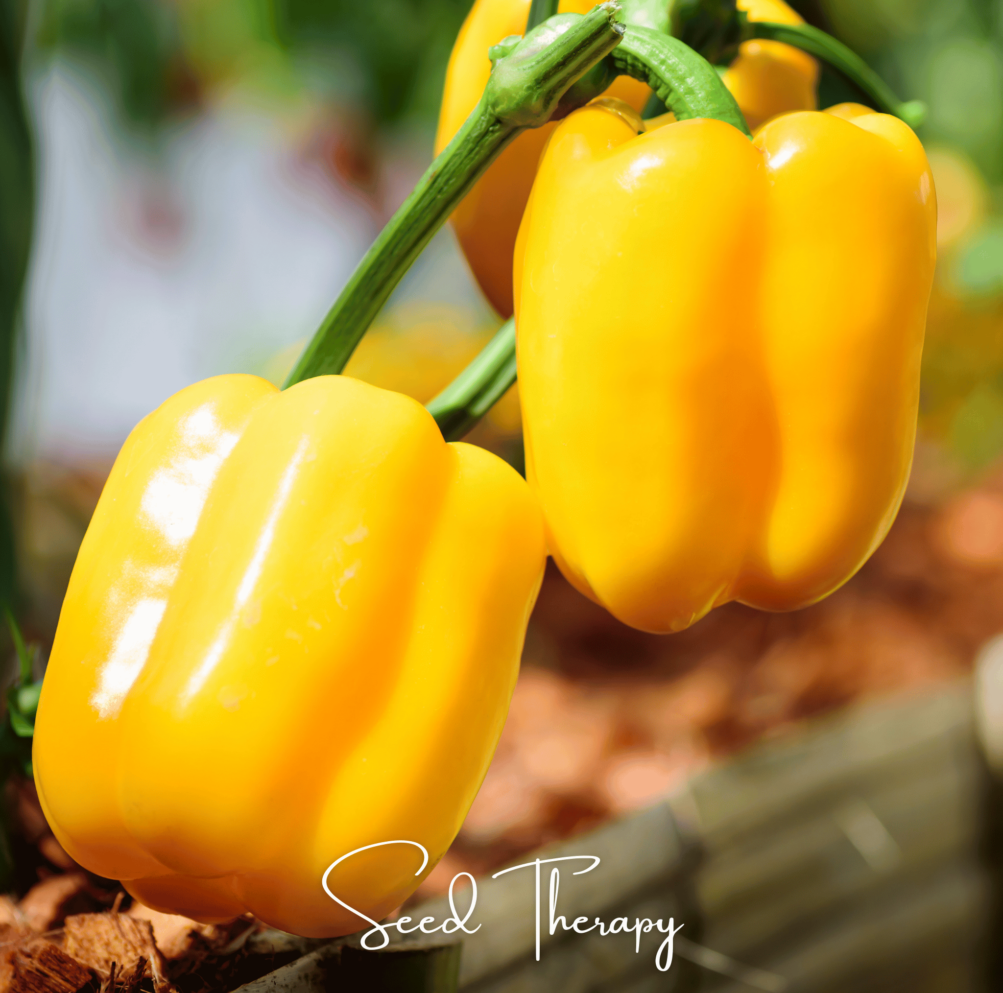 Sunbright Bell Pepper – 30 Seeds