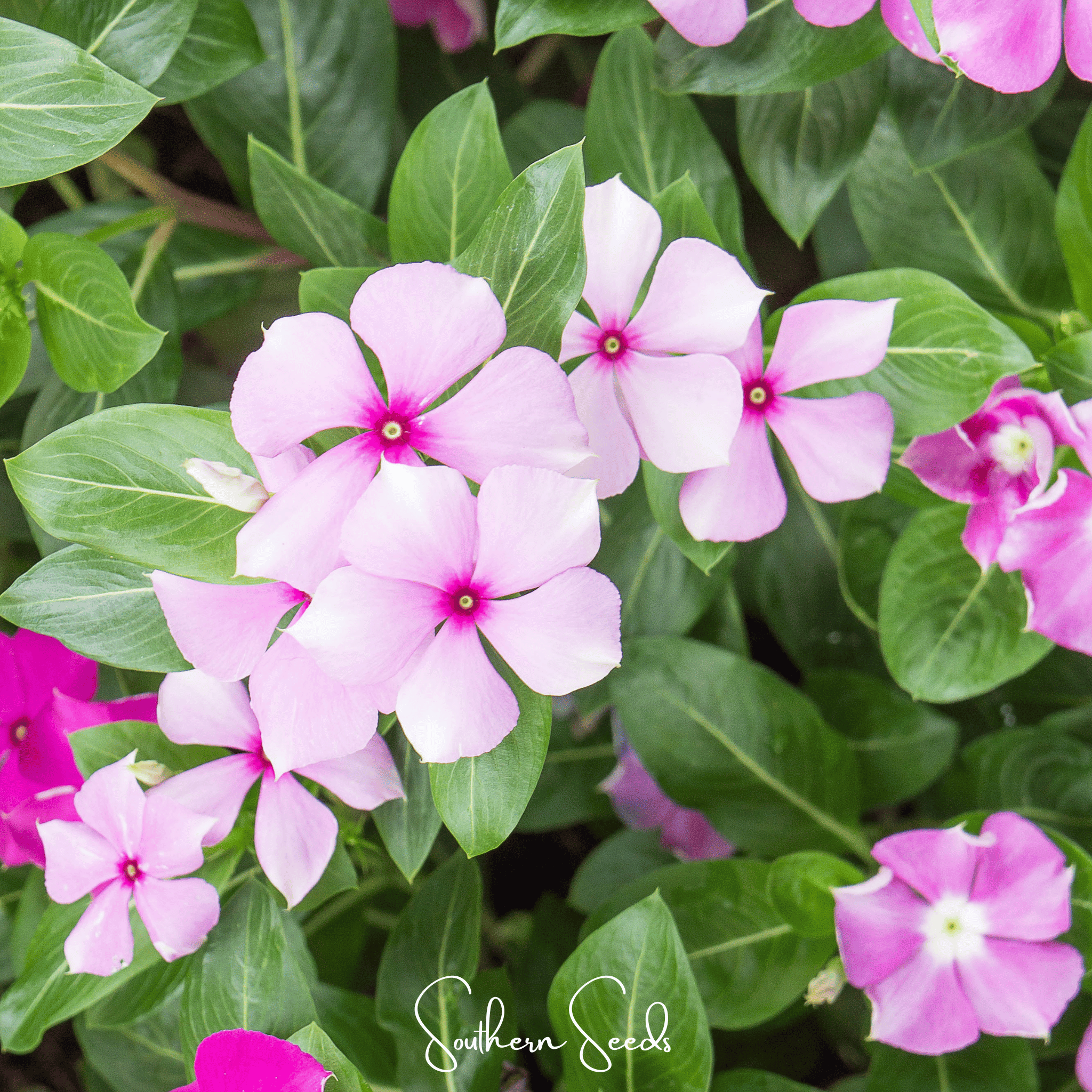 Mix Periwinkle– 100 Seeds