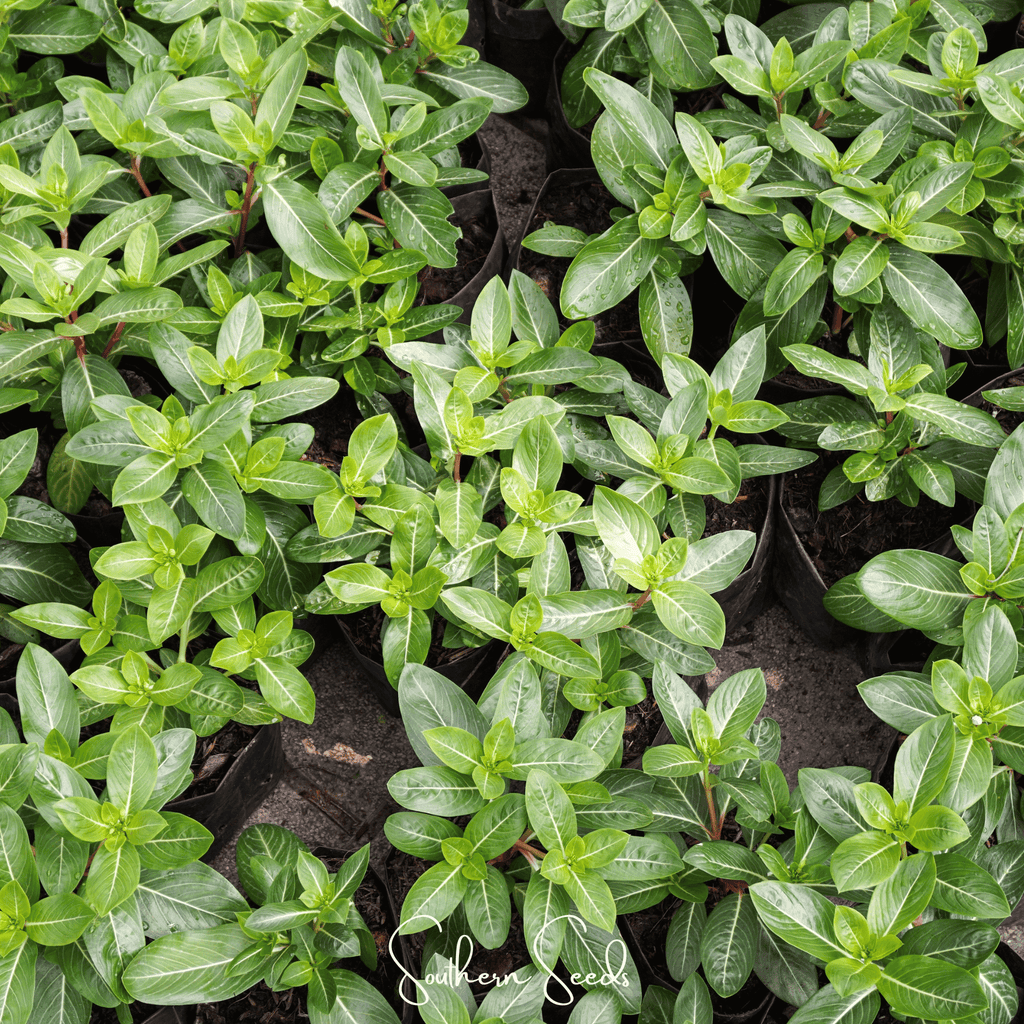 Mix Periwinkle– 100 Seeds