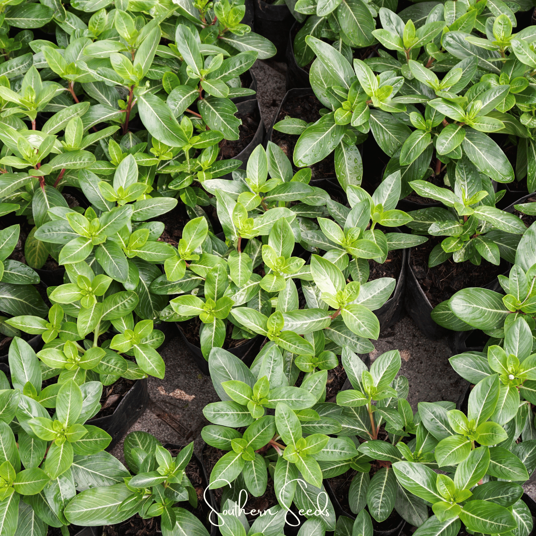 Mix Periwinkle– 100 Seeds