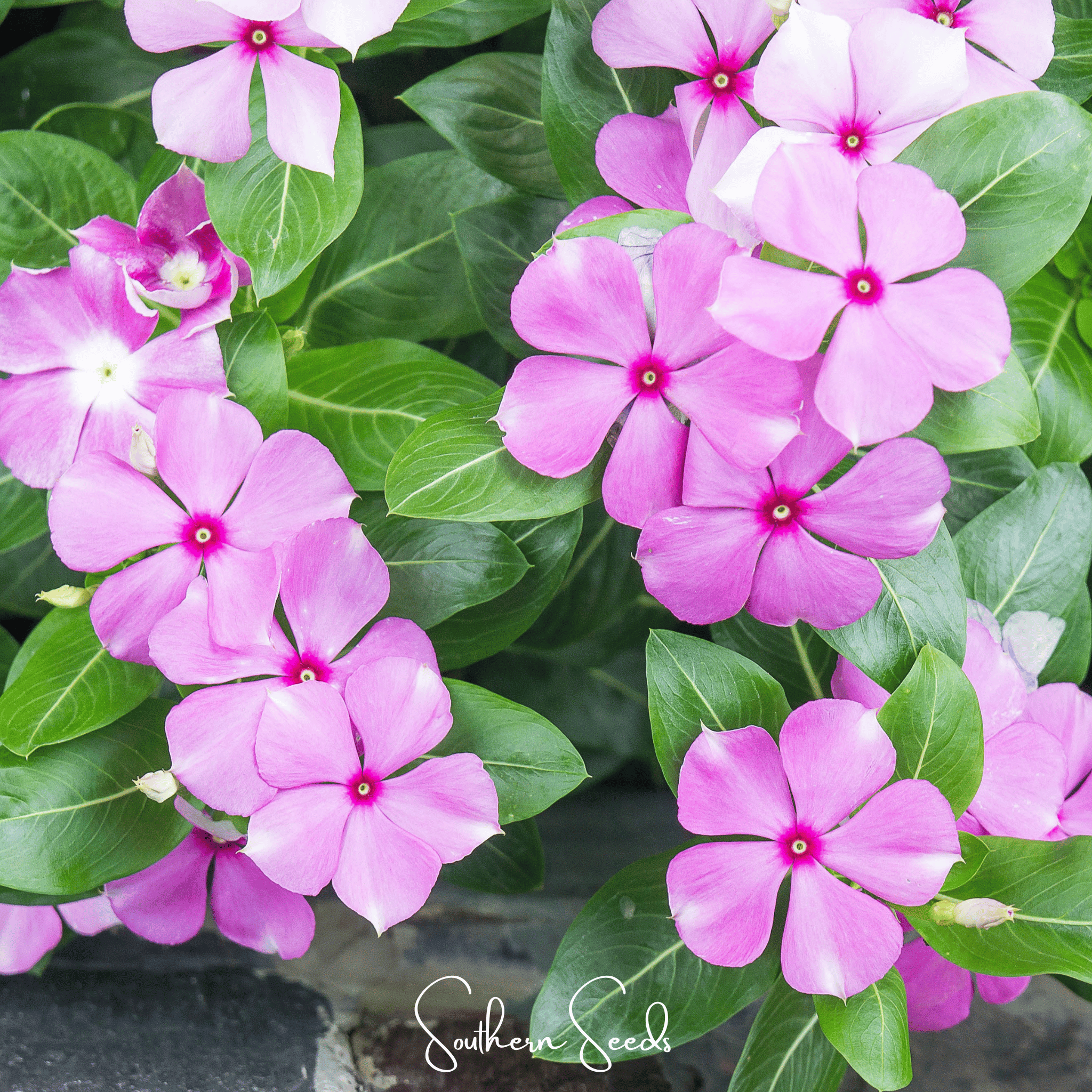 Mix Periwinkle– 100 Seeds