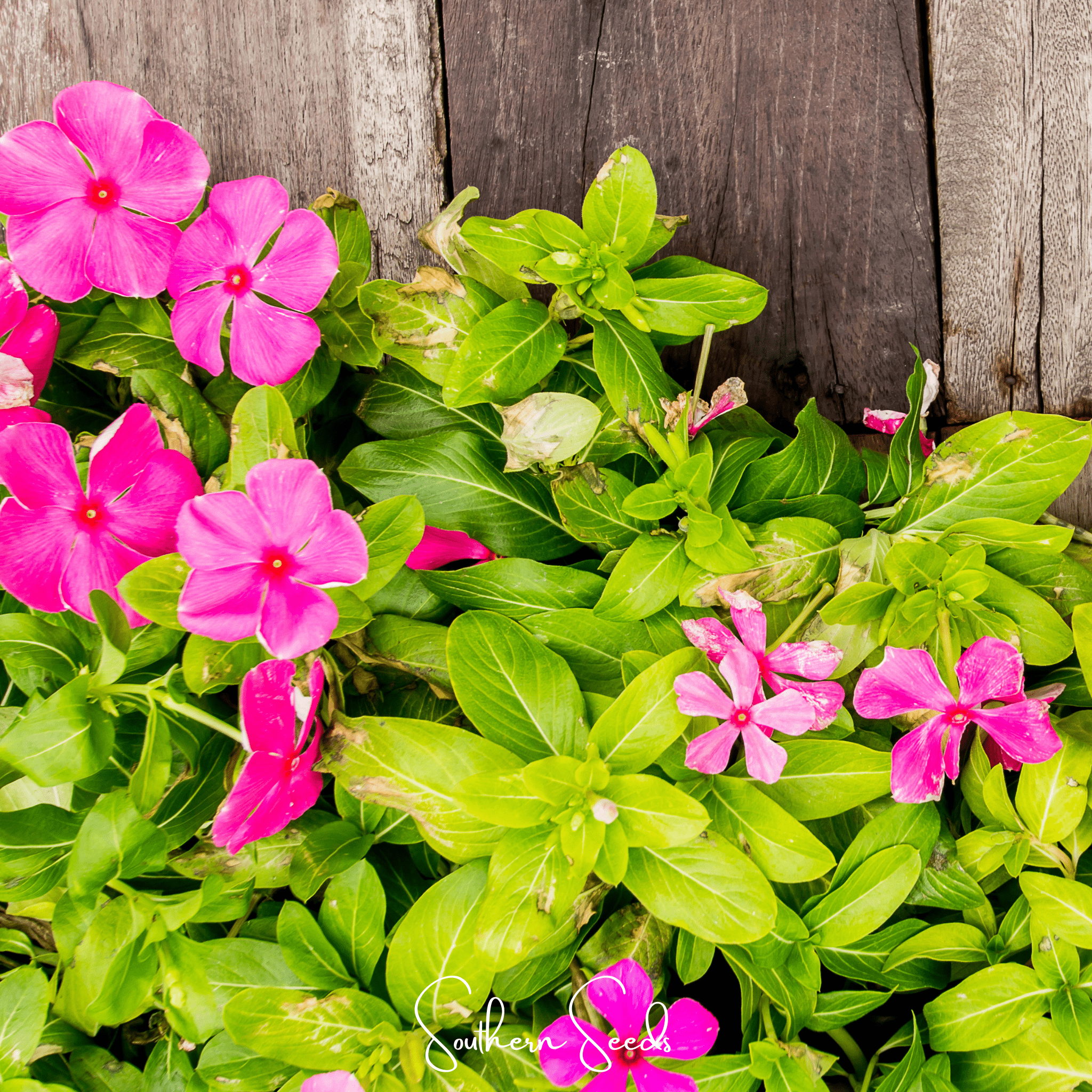 Mix Periwinkle– 100 Seeds