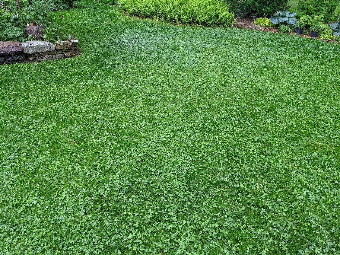 PetLawn™ Dog-Friendly Lawn Mix – Durable, Pet-Safe Grass & Clover Blend