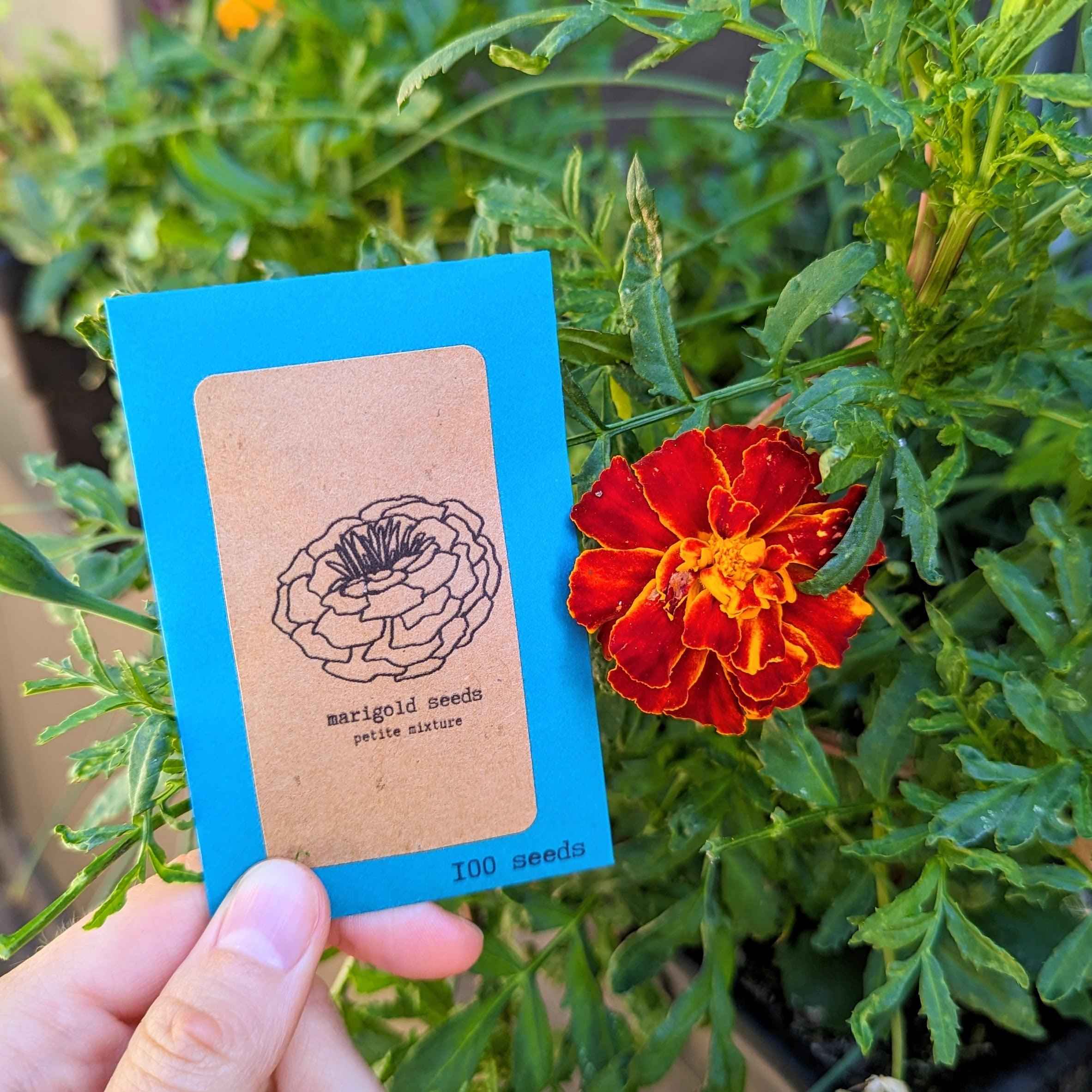 Petite Marigold Seeds