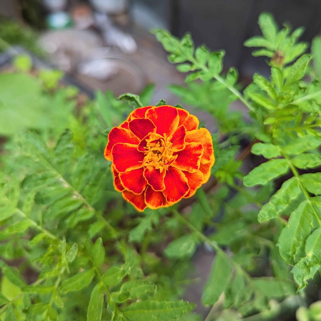 Petite Marigold Seeds