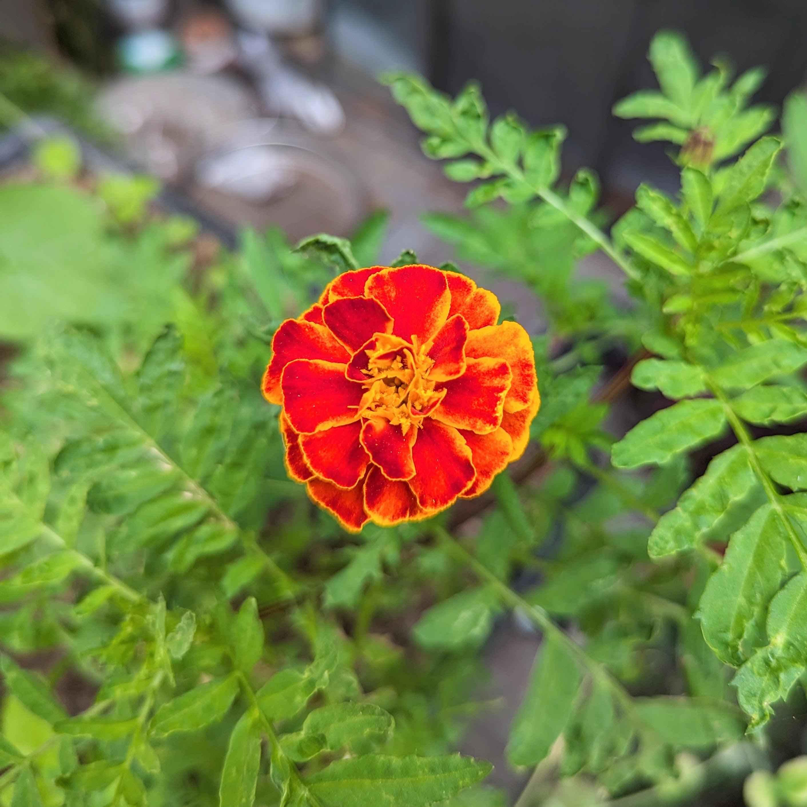 Petite Marigold Seeds